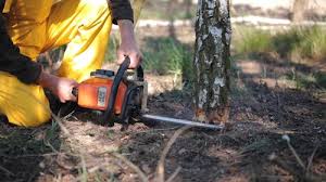 Tree and Shrub Care in Harbor Hills, OH